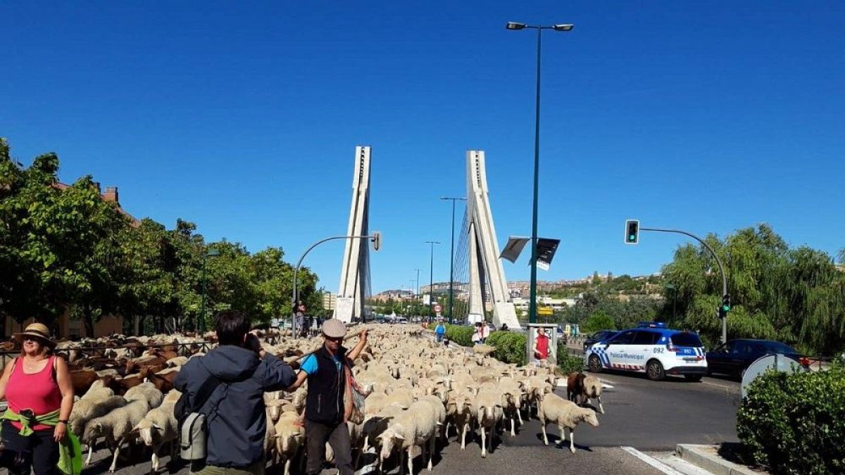 Momento en el que el pastor atraviesa el puente de la Hispanidad con su ganado.-POLICIA VALLADOLID