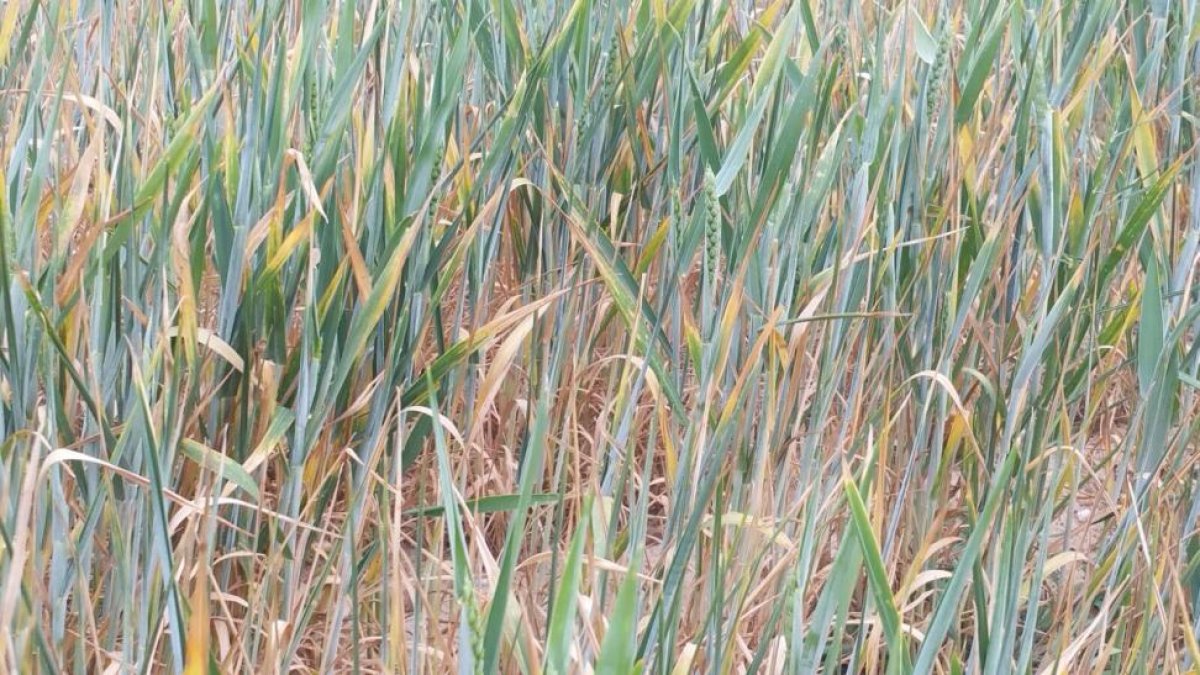 Campo de trigo afectado por la sequía en Villalba de la Lampreana (Zamora).-J.Gil