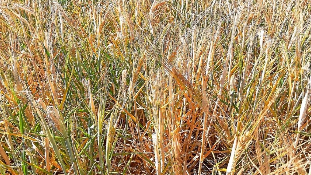 Campo de cereal afectado este campaña por la sequía en Castilla y León.-E.M.