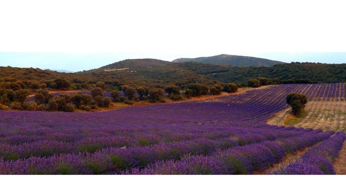 Plantación de lavanda y lavandina en la localidad de San Felices (Soria) que ha puesto en marcha esta pareja de emprendedores.-Cedida