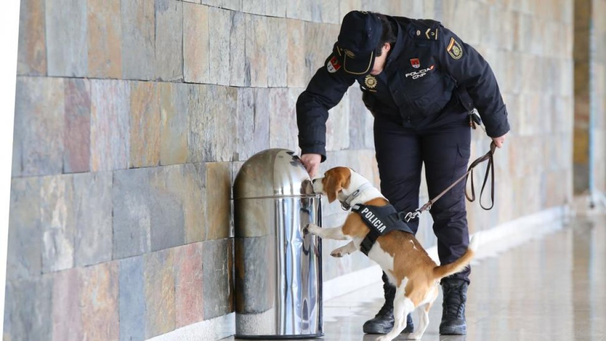 Uno de los perros de la Unidad Canina con uno de sus guías.-ICAL