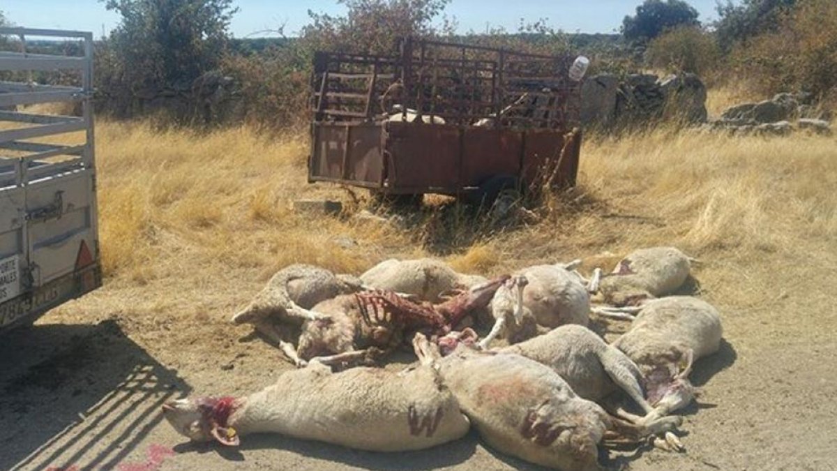 Ovejas muertas en una de las explotaciones zamoranas.-EUROPA PRESS
