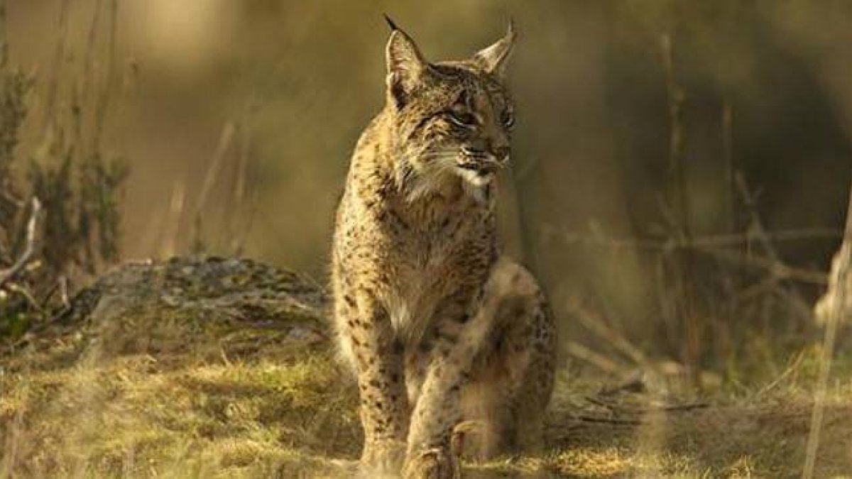 Lince ibérico en una imagen de archivo 