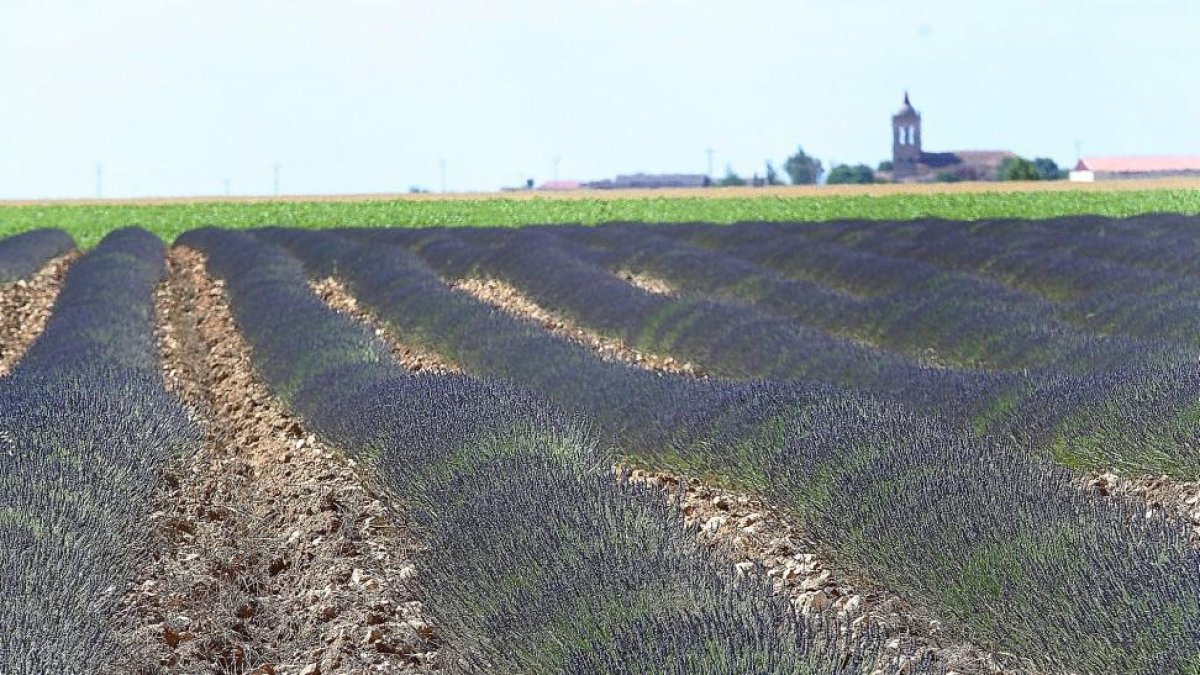 Campo de aromáticas en la localidad palentina de Autilla del Pino-Brágimo