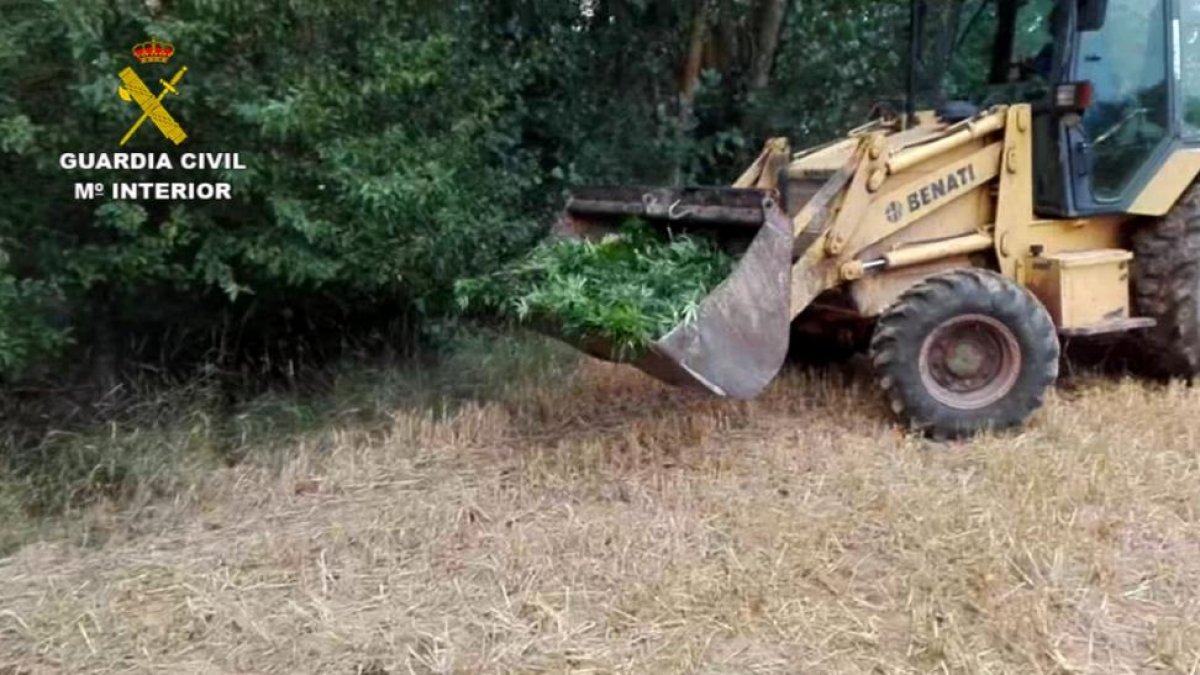 Una excavadora retira marihuana de la plantación ilegal.-E.M.