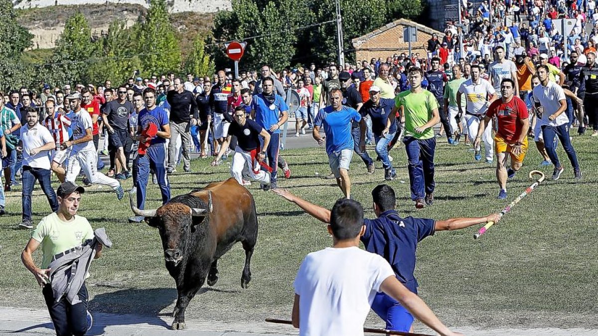 Los mozos citan al astado en la última edición del Toro de la Vega, el pasado 12 de septiembre.-J.M. LOSTAU