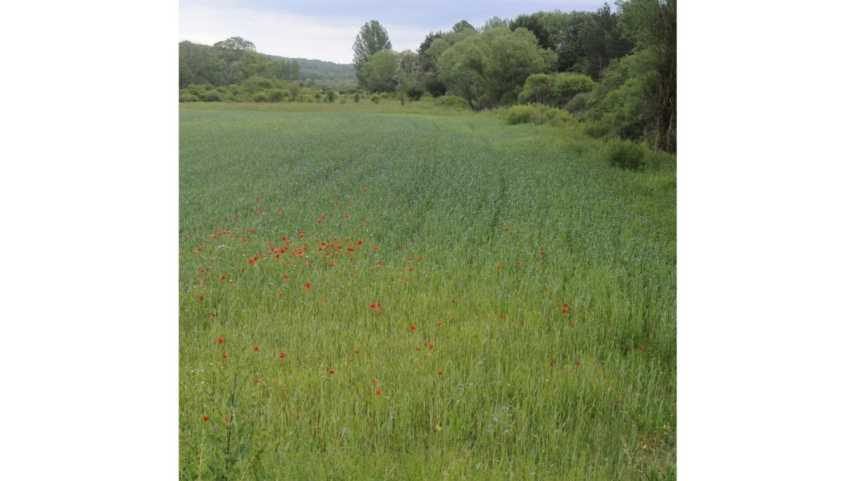 El campo soriano requiere lluvia en estas últimas semanas antes de la cosecha, que comenzará en julio.-V. GUISANDE