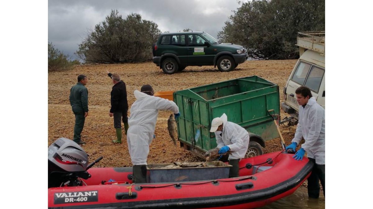 Operarios de la Junta con la ayuda de la embarcación de la CHD, recogen carpas muertas del embalse de La Cuerda del Pozo .-Ical