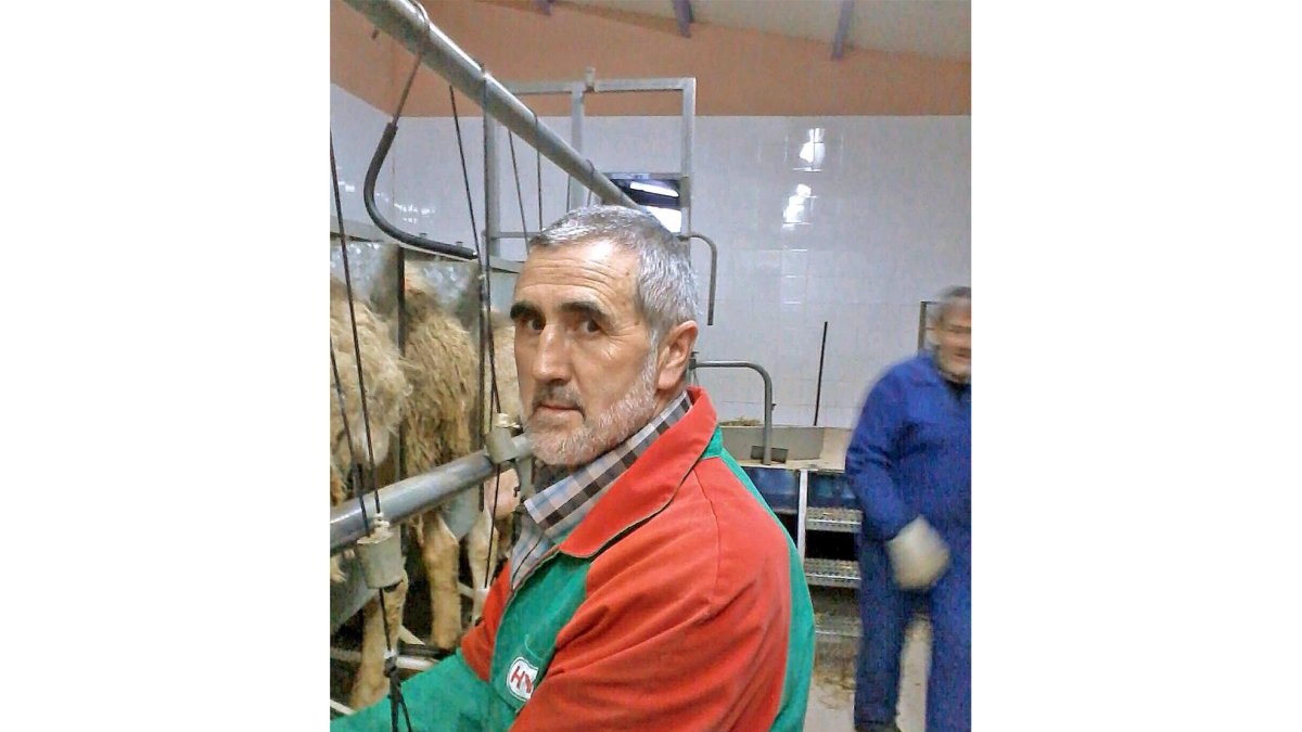 Marcelino Lobo, de la UCCL, ordeñando ovejas en su explotación de Aguilar de Campos.-E.M.