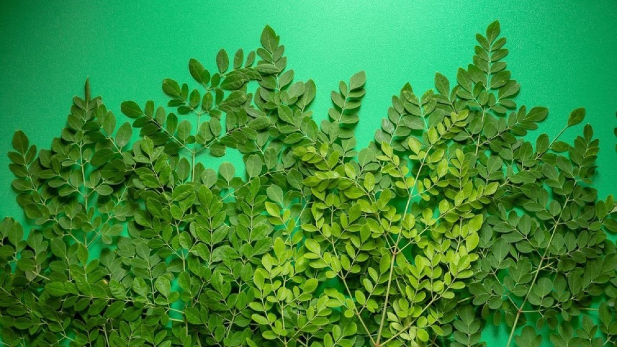 moringa
