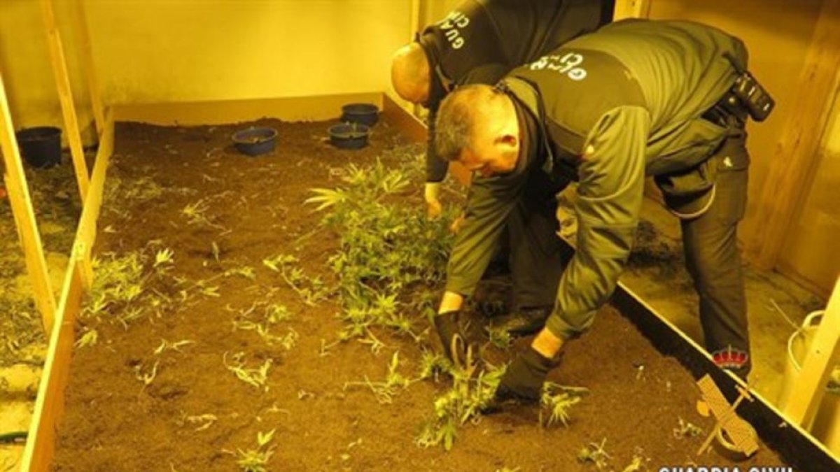 Guardia civil incautando la plantación.-EUROPA PRESS
