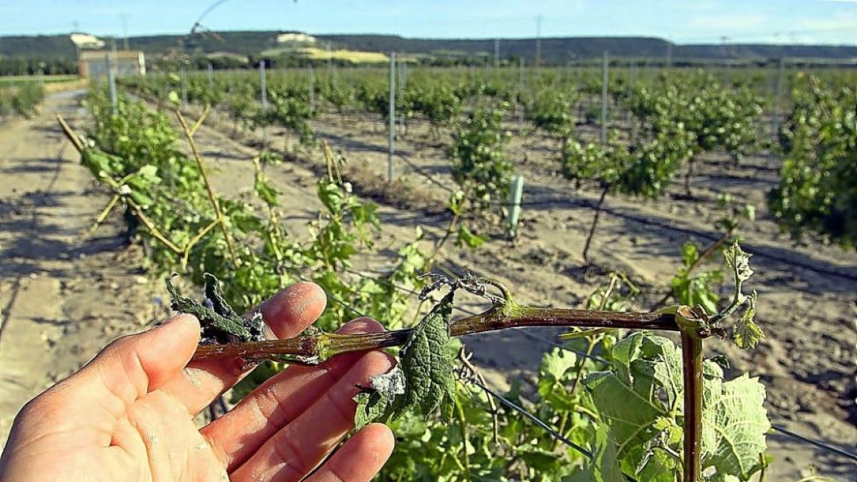 Un agricultor muestra los daños producidos por el pedrisco en una rama de su viñedo, en una de las Denominaciones de Origen de Castilla y León.-ICAL