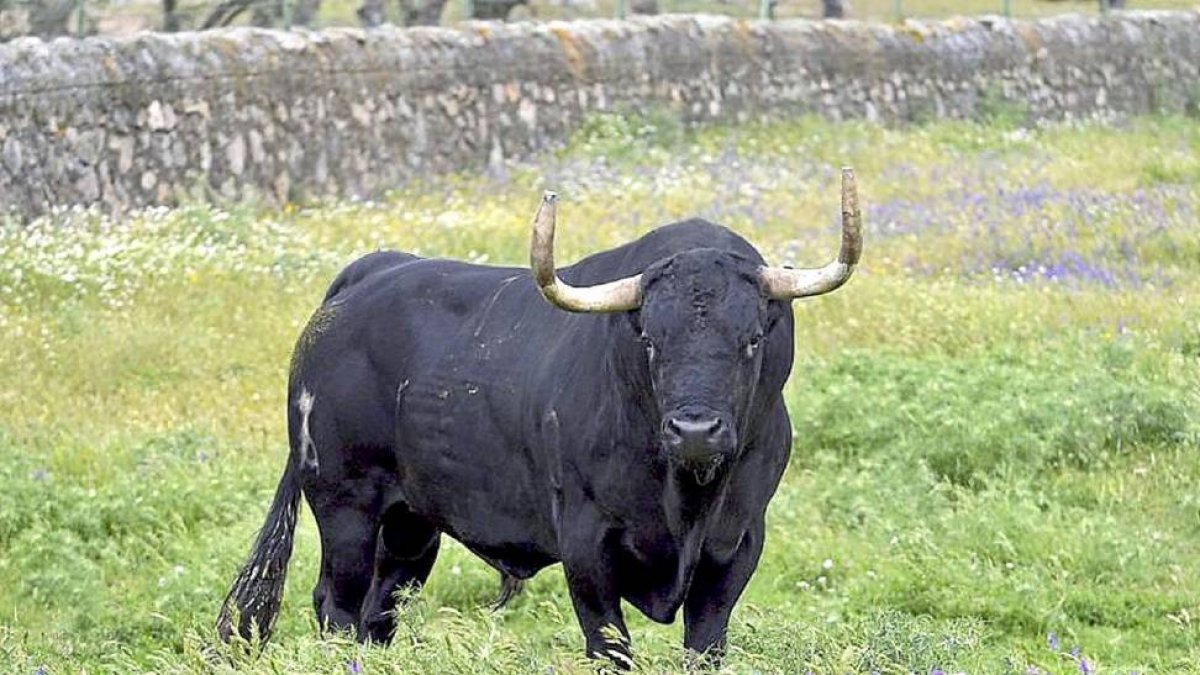 Rompesuelas, Toro de la Vega 2015-Ical