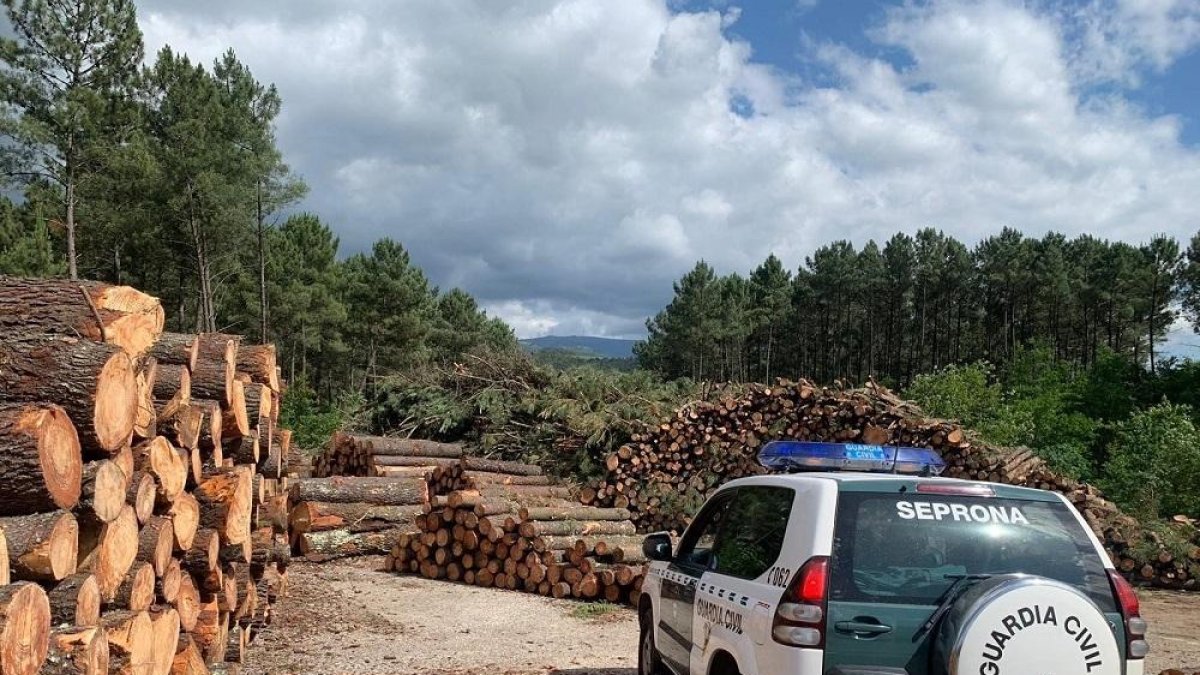 Un detenido y 14 investigados por vender madera infectada-GUARDIA CIVIL