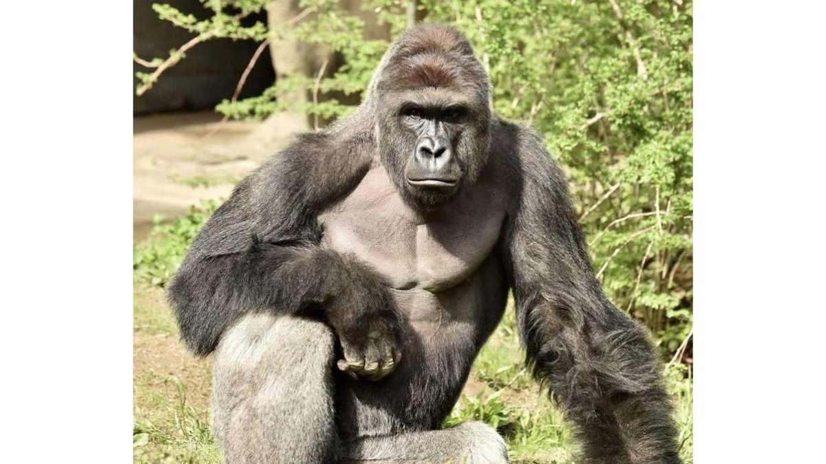 El gorila Harambe, en una imagen facilitada por el zoo de Cincinatti.-EFE