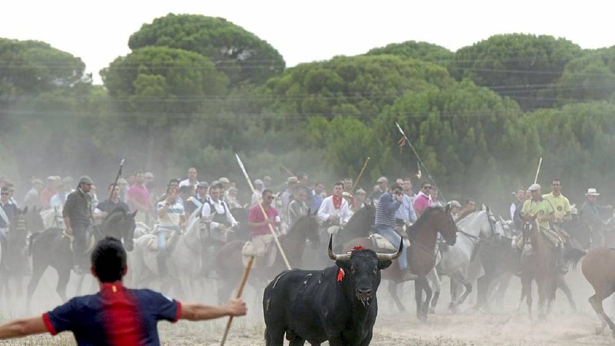 Un mozo cita a ‘Elegido’, Toro de la Vega 2014.-Ical