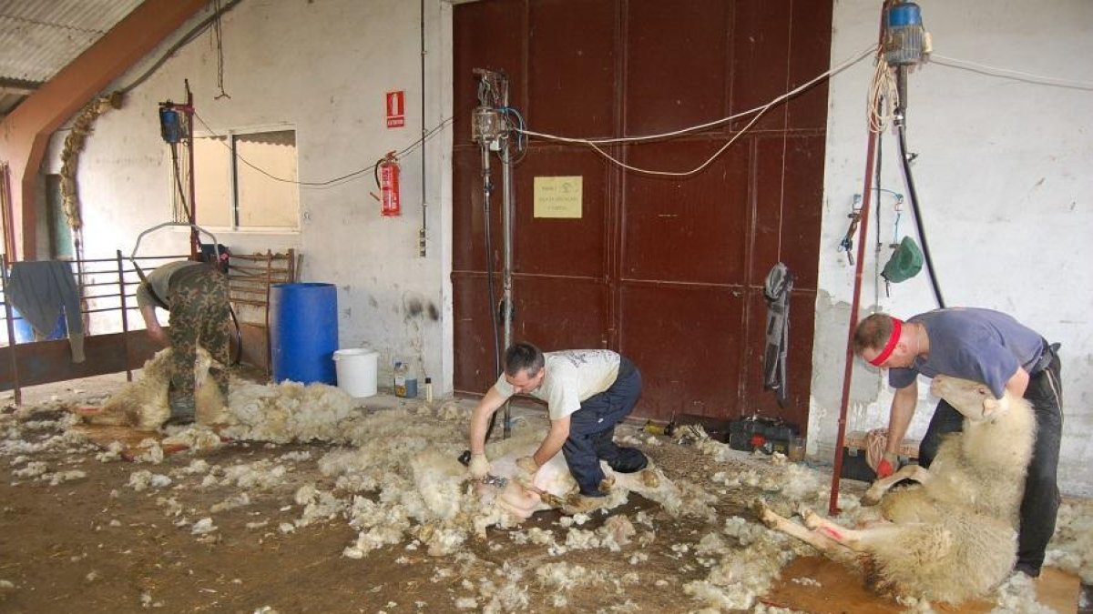 Labores de esquileo en la granja de la localidad de Olmedo.-AGM