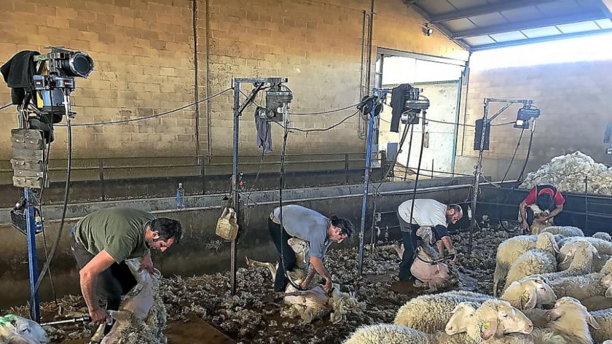Un grupo de esquiladores uruguayos, con Ignacio Fidalgo al centro, trabajando con el método australiano-neozelandés en una explotación de la Comunidad.-E.M.