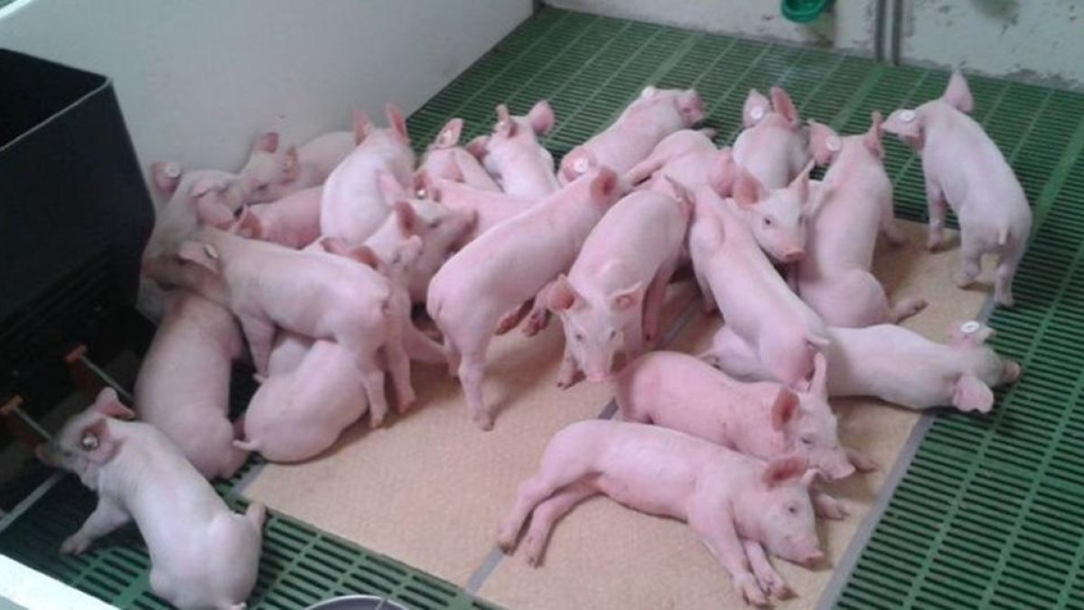 Un grupo de lechones recién destetados descansa en una sala acondicionada dentro de los corrales de una explotación porcina en Castilla y León.-E.M.