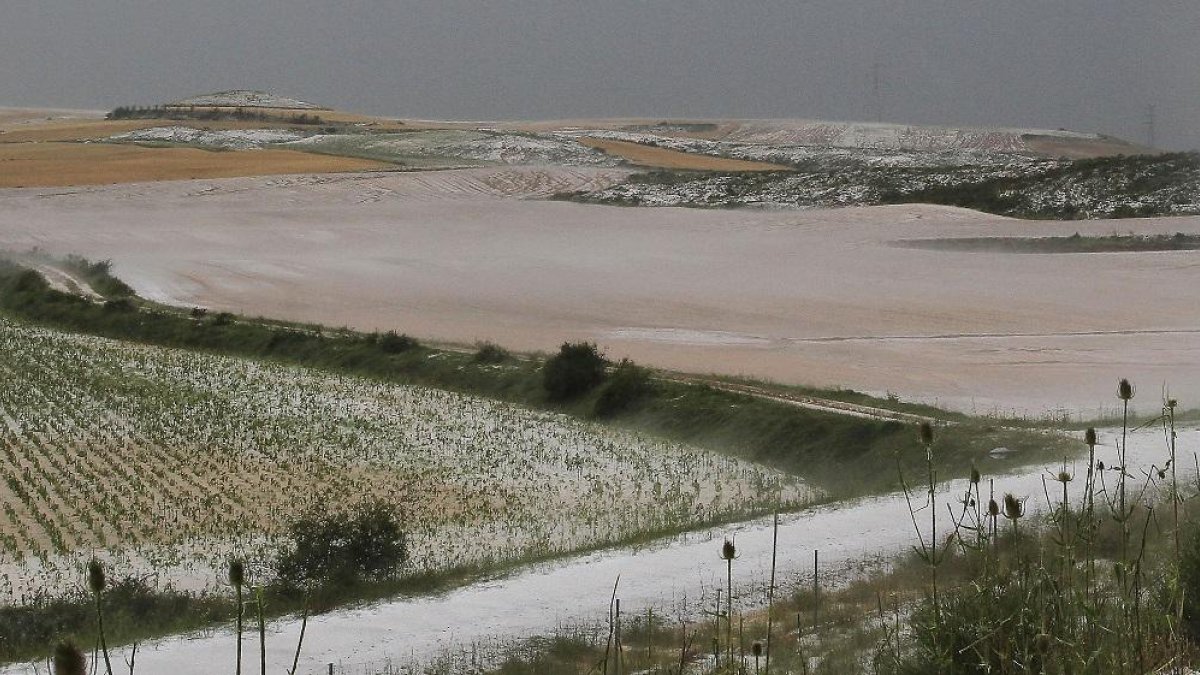 La mayor parte de las indemnización que se han producido en Castilla y León durante la campaña han sido a causa de la sequía y del pedrisco.-ICAL