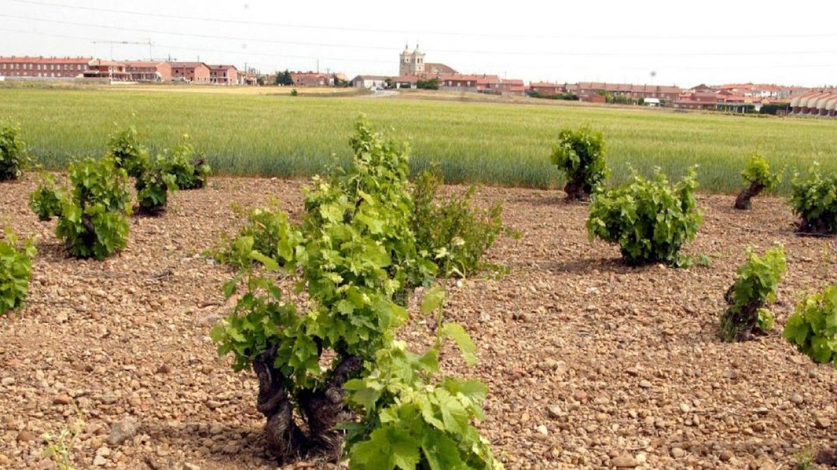 Viñedos en tierras de la Denominación de Origen de Cigales-ICAL