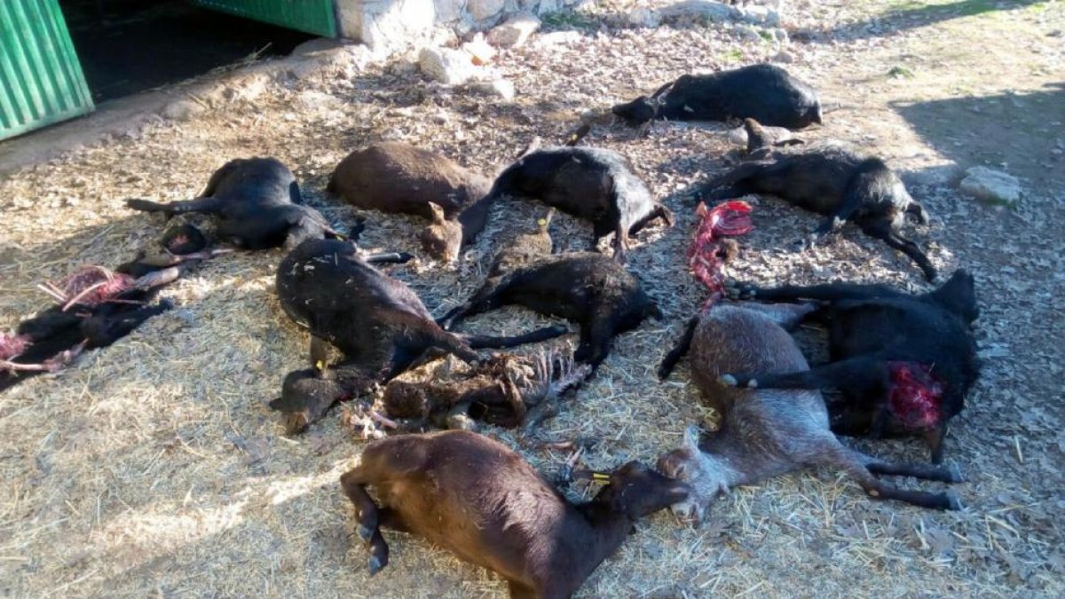 Ejemplares de cabras muertas por el ataque de lobos.-ICAL