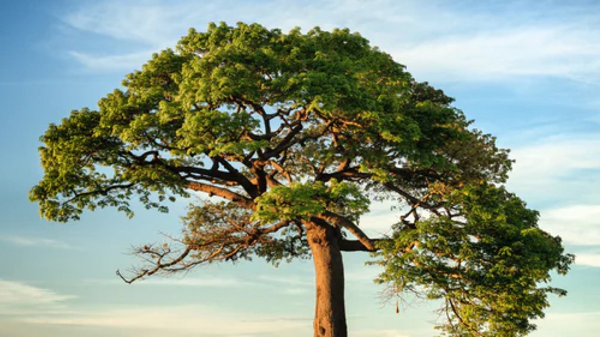 ARBOL