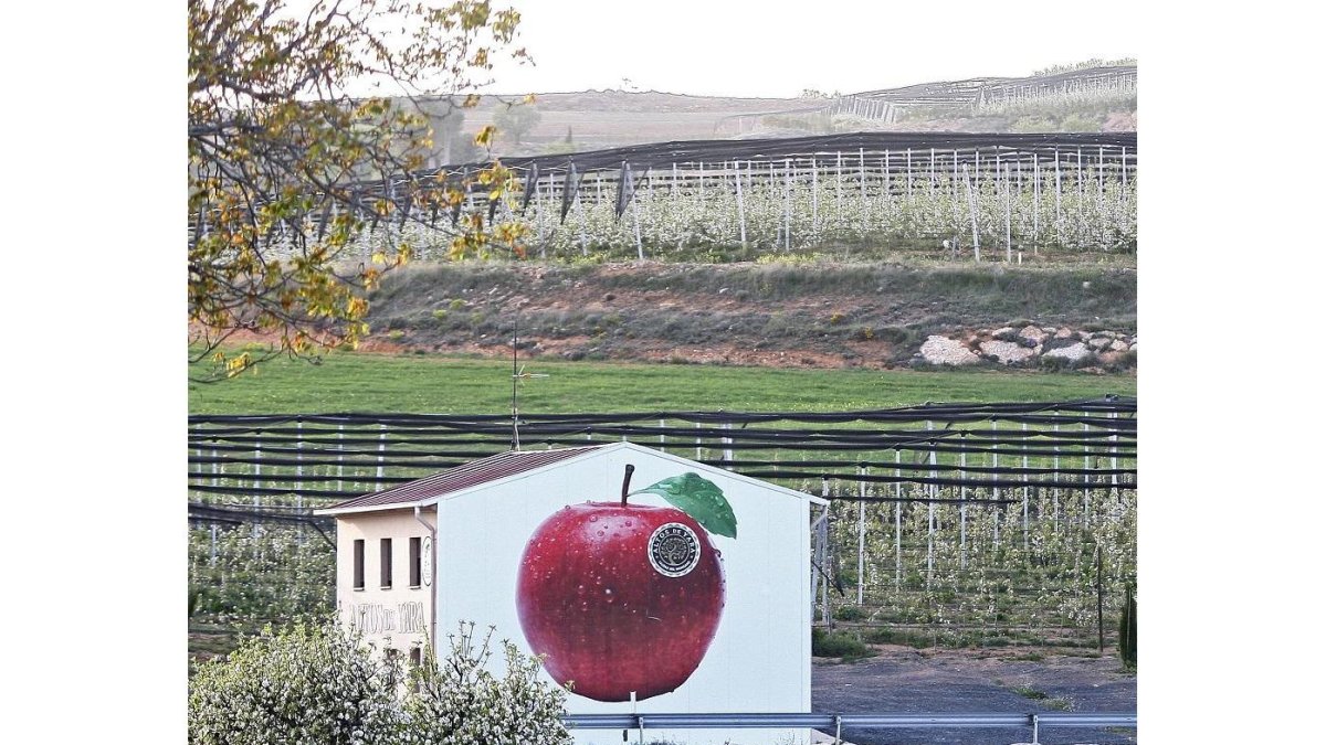Manzanos de Altos de Yara, en Valverde de Ágreda.-HDS