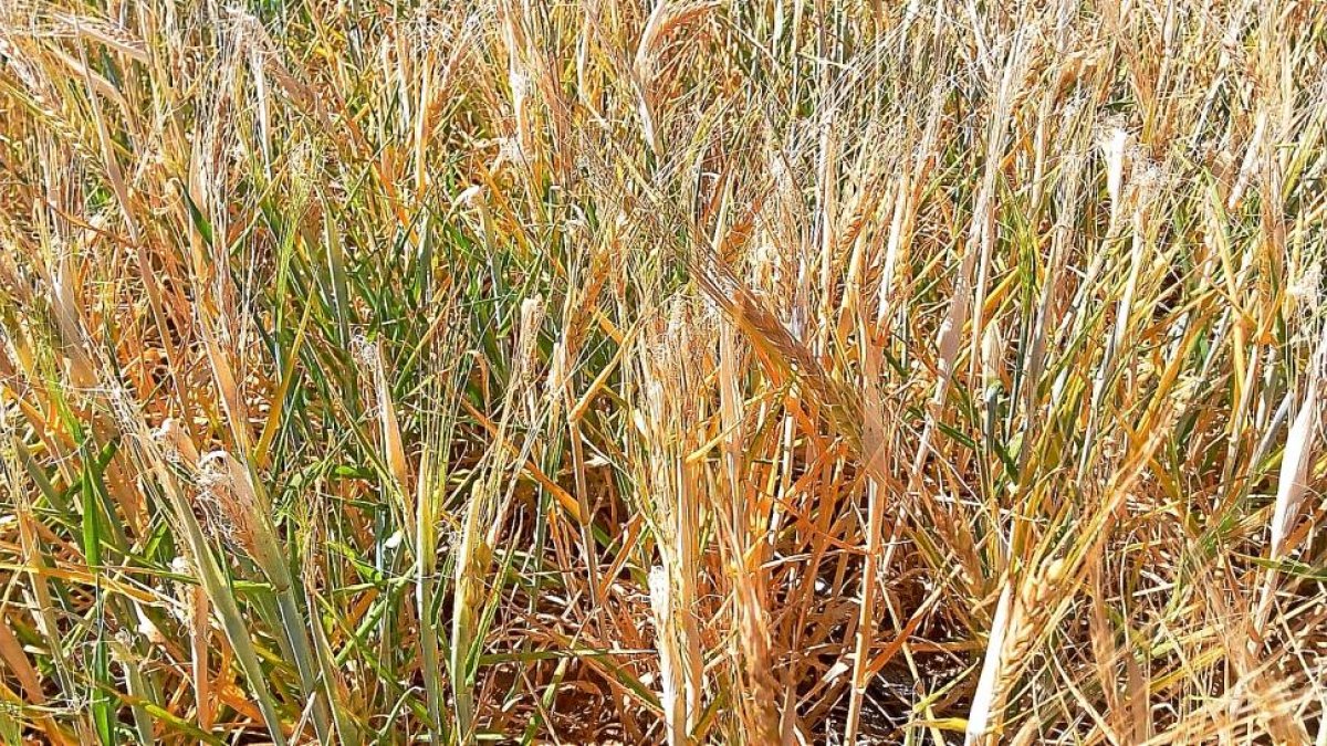 Campo de cereal en Torrecilla de la Orden, al sur de Valladolid, donde se aprecian las espigas blancas heladas en una zona ya siniestrada.-E.M.