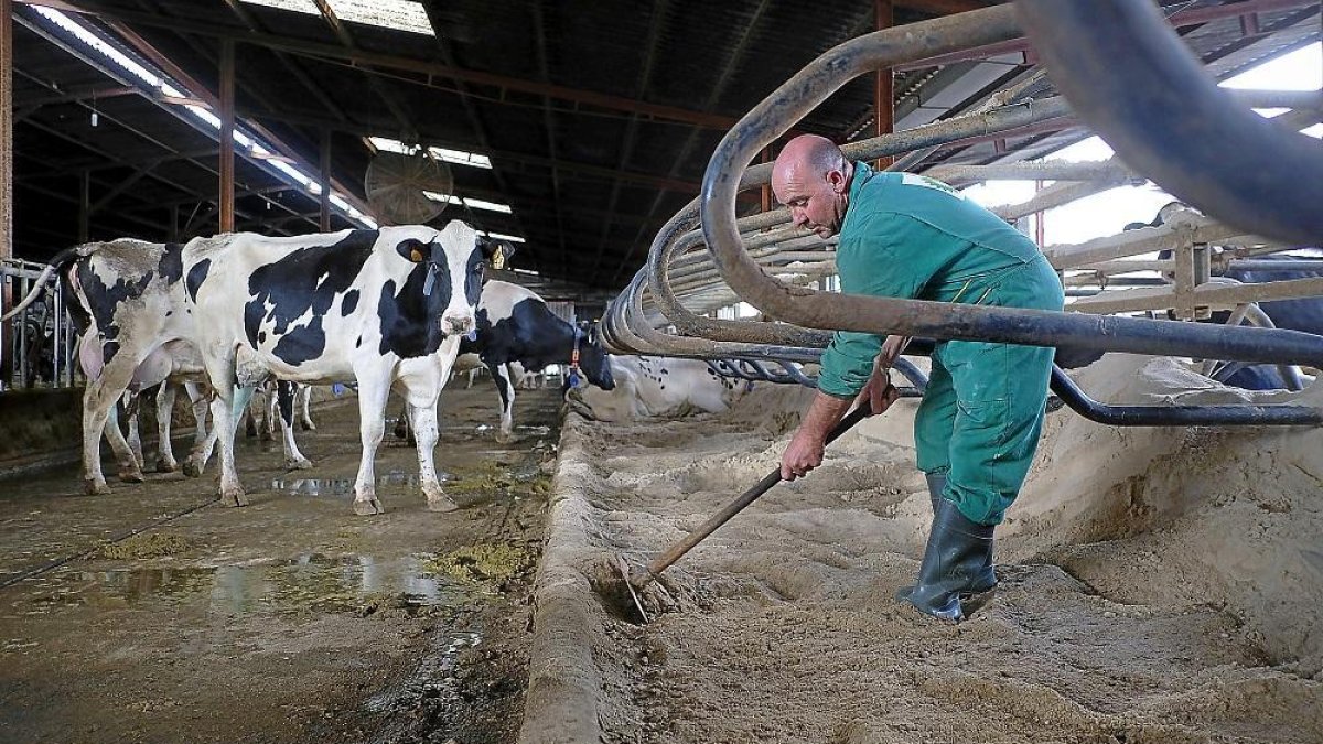 Jesús Torres, ganadero de Turra de Alba, adecentando la arena de los cubículos para sus vacas.-ENRIQUE CARRASCAL