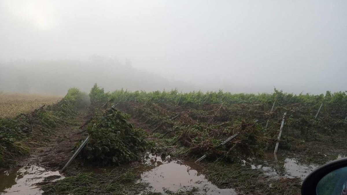 Uno de los cultivos, totalmente destruido por las lluvias torrenciales y las piedras que han caído estos días.-UPA-COAG