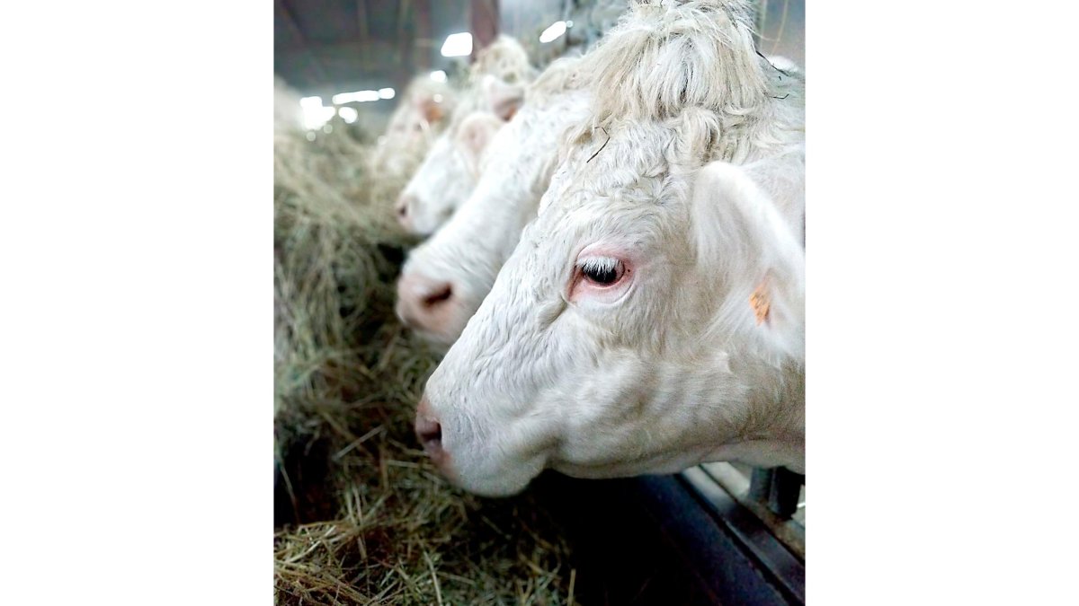 Vacas se alimentan en el pesebre de un cebadero en una explotación ganadera. -  PQS / CCO