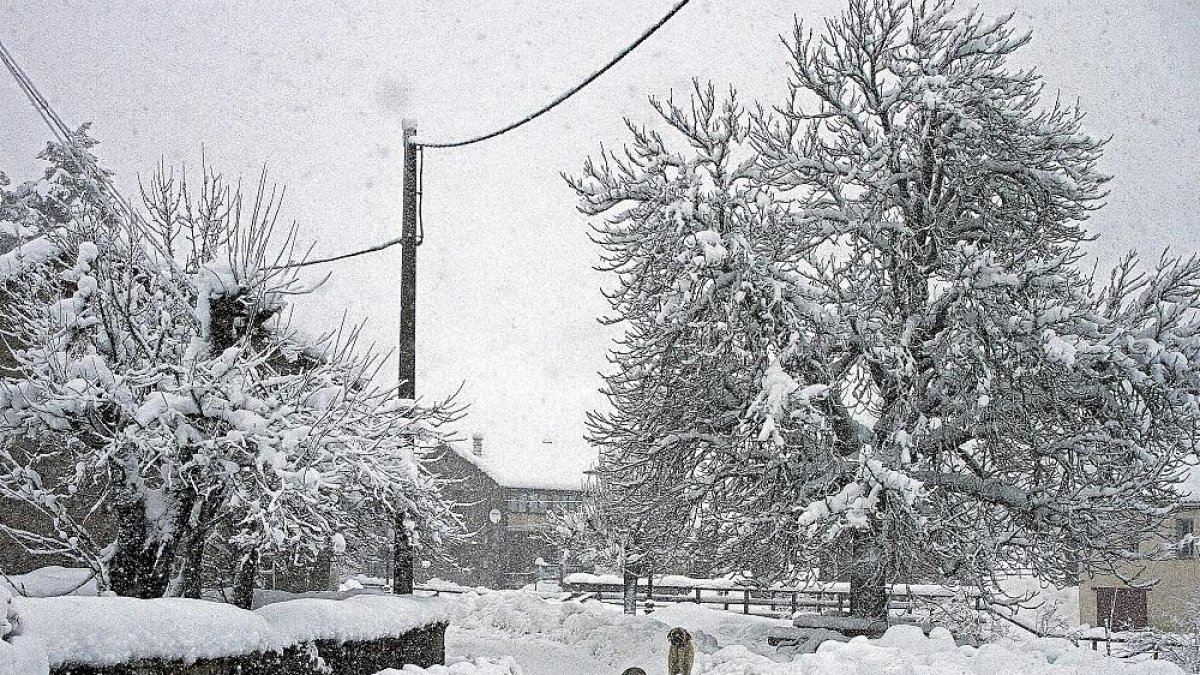 Dos perros pasean por los Agüellos leoneses cubiertos de nieve.-ICAL
