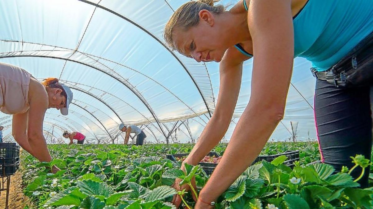 Varias trabajadoras en la campaña de recolección de fresa fruta en los invernaderos ubicados en Cabezas de Alambre (Ávila).-GRUFESA