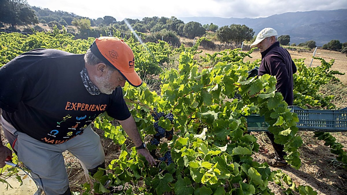 Vendimia de garnacha en una bodega de Navaluenga (Ávila), dentro de la DOP Cebreros. Ricardo Muñoz / ICAL