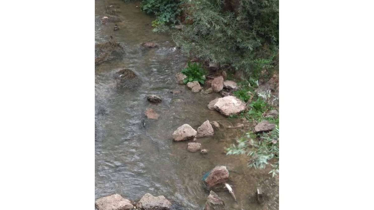 Aparecen peces muertos en el río Esgueva-TWITTER POLICÍA