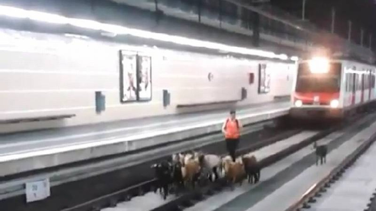 Imagen del vídeo de Instagram que graba a las cabras paseando por las vías del tren.-Foto: INSTAGRAM / emartinborregon