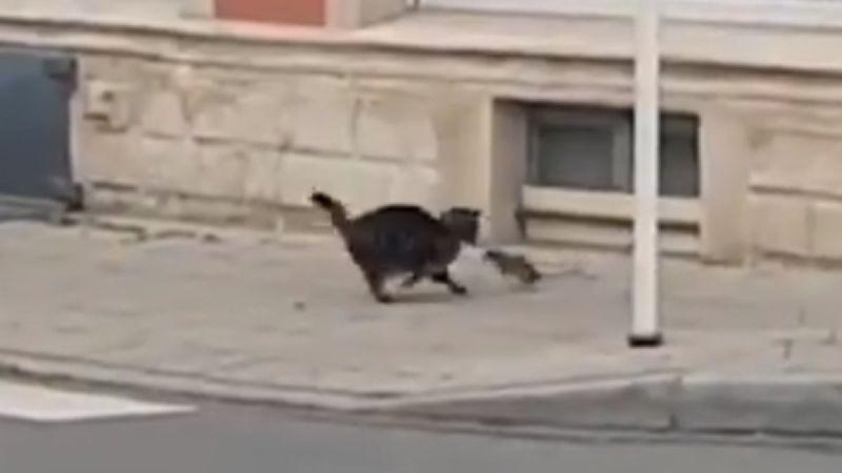 Una rata atacando al gato.-EL PERIÓDICO