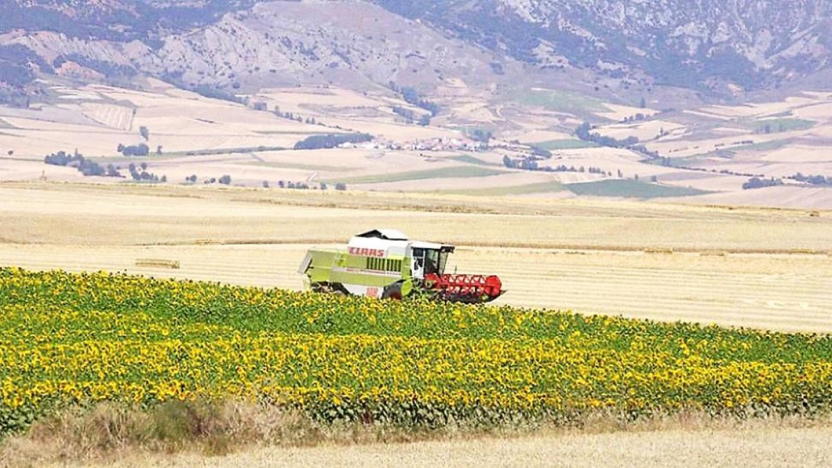 Un agricultor en plena cosecha de girasol en una explotación de La Bureba (Burgos).-G.G.