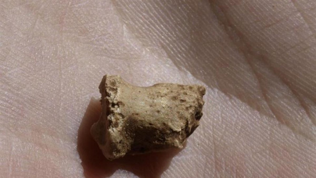 Image del fósil hallado.-FUNDACIÓN ATAPUERCA
