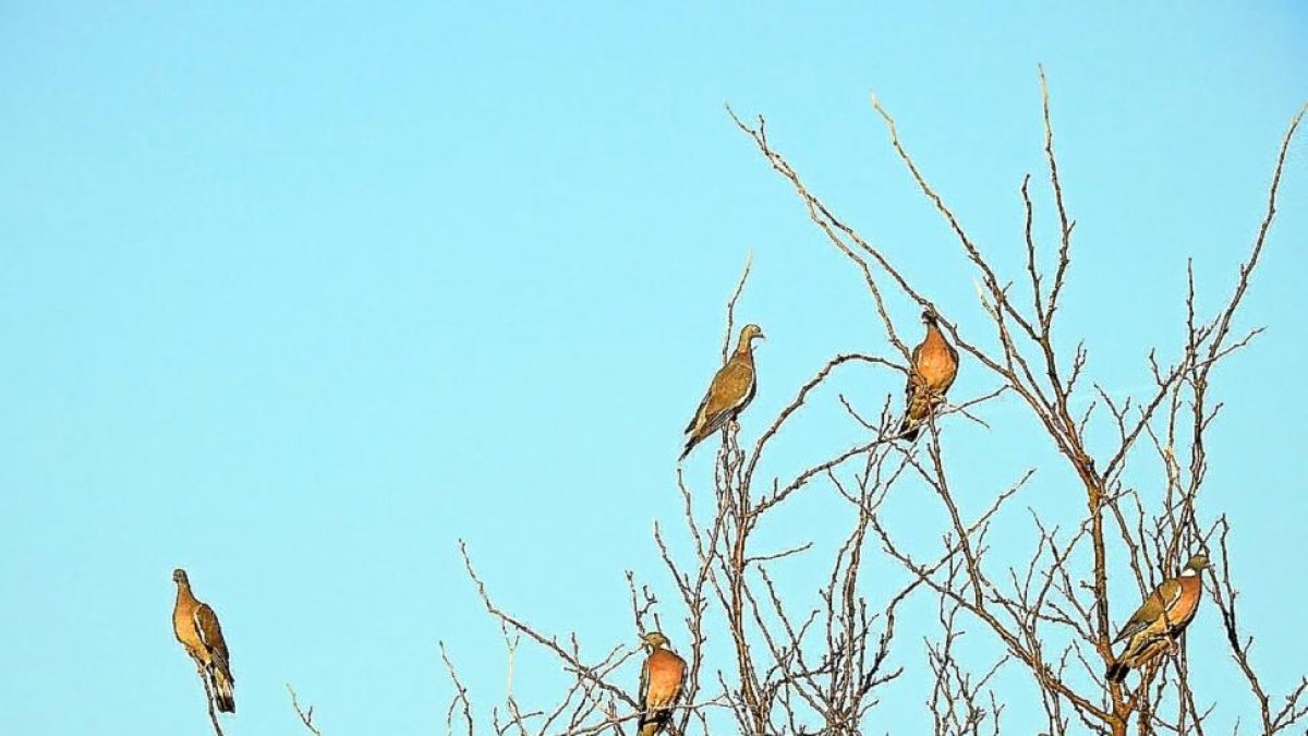 Palomas torcaces en un chopo seco de la capital vallisoletana.-LEONARDO DE LA FUENTE