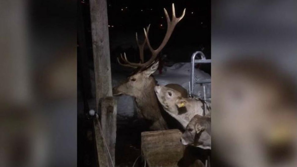 Captura del vídeo donde se ve una ternera lamiéndole la oreja al ciervo.-VIDEO TAPE