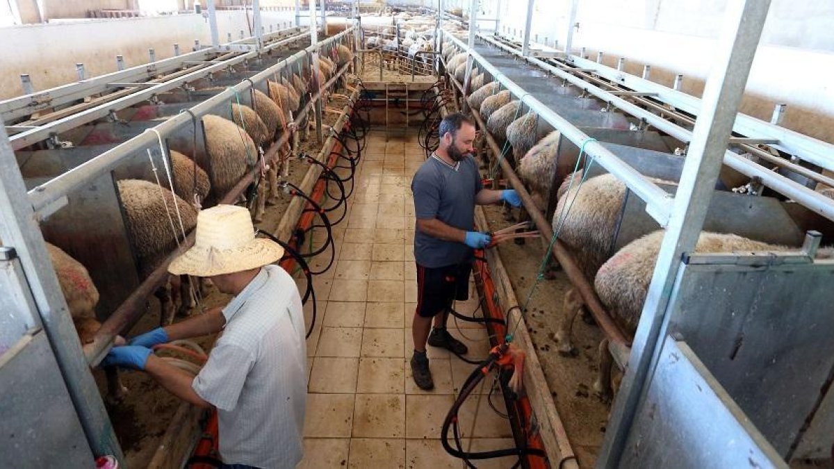 Ordeño manual de ovejas en la explotación Las Cortas de Blas, ubicada e n la provincia de Valladolid.-ICAL