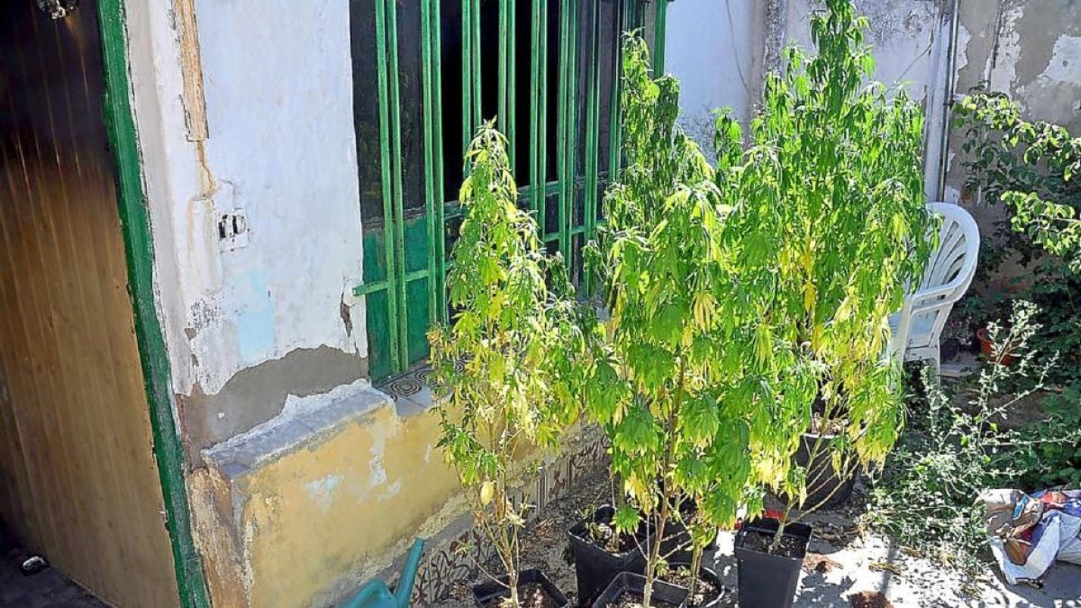 Plantas de marihuana halladas junto a 256 macetas recolectadas.-POLICÍA NACIONAL
