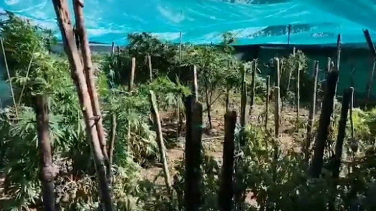 Plantación de marihuana en Valladolid. - EUROPA PRESS
