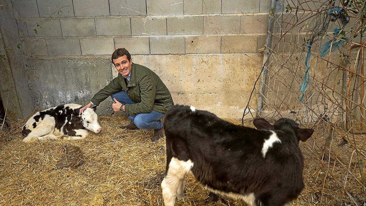 Pablo Casado junto a dos terneros, durante su visita a Las Navas del Marqués.-ICAL