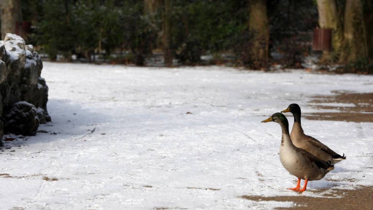 Dos patos en un parque de Valladolid, tras la nieve caída a primera hora de la mañana-Ical
