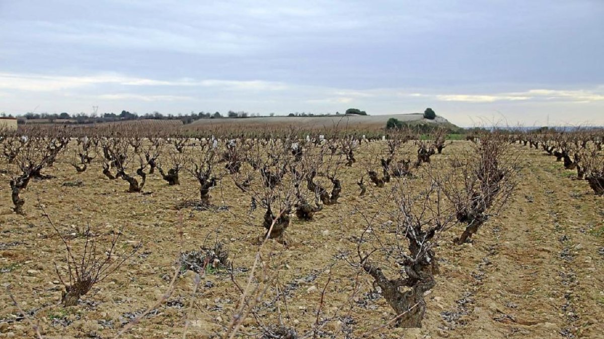 Viñedos DO Cigales.-MAR TORRES