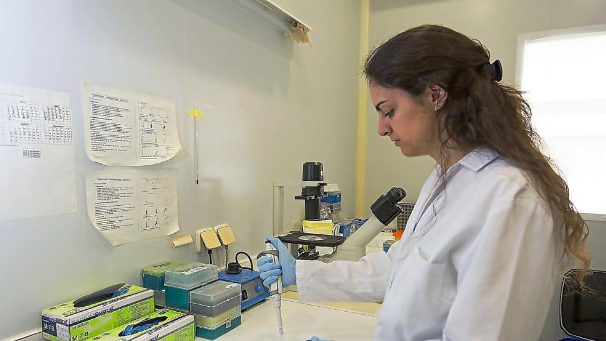 Una investigadora del Instituto de Biología y Genética Molecular (IBGM) realiza un cultivo.-MIGUEL ÁNGEL SANTOS