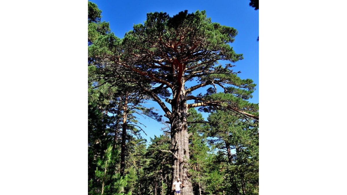 La Ruta de los Abuelos del Bosque cuenta con algunos de los mayores ejemplares de España como el Pino Rey de la imagen.-VIDAL HERRERO